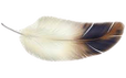 Picture of a feather.